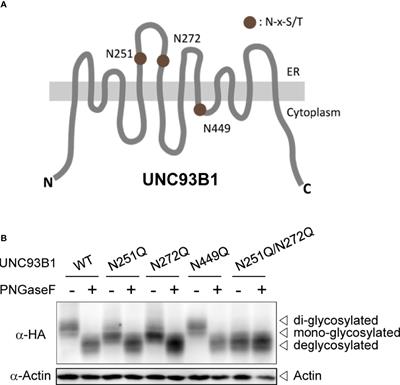 N-glycosylation of UNC93B1 at a Specific Asparagine Residue Is Required for TLR9 Signaling